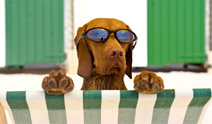 Dog Friendly Motorhome Hire